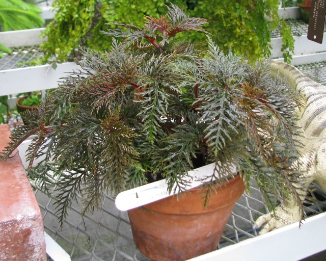 B. bipinnatifida